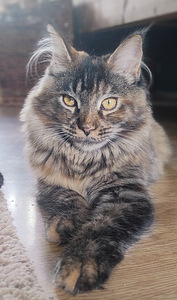 Котята мейн кун (8 фото из 10)