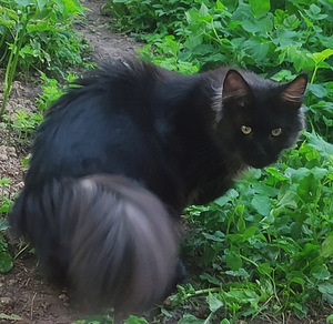 Котята мейн кун (9 фото из 10)