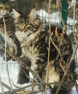 Котята мейн кун (8 фото из 10)