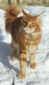 Maine Coon (1 фото из 10)