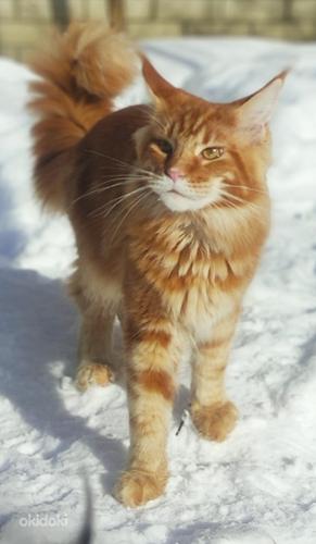 Maine Coon (foto #1)