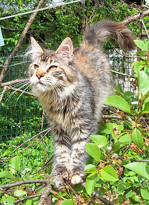 Maine Cooni preili (3 foto / 8)