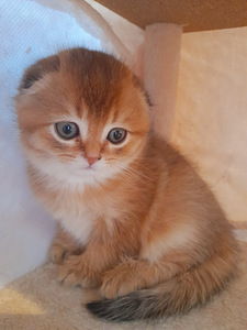 Scottish fold kassipojad (3 foto / 6)