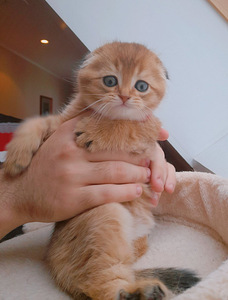 Scottish fold kassipojad (4 foto / 6)