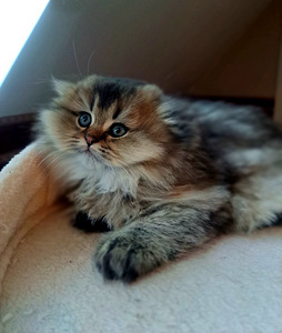 Scottish Fold WCF (3 foto / 4)