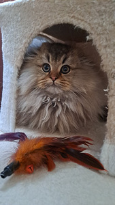 Scottish fold highland kassipoeg WCF (1 foto / 6)