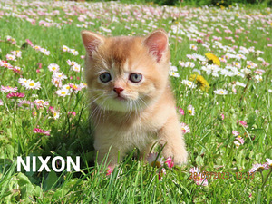 Scottish fold/straight kassipojad (2 foto / 7)