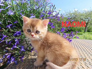 Scottish fold/straight kassipojad (4 foto / 7)