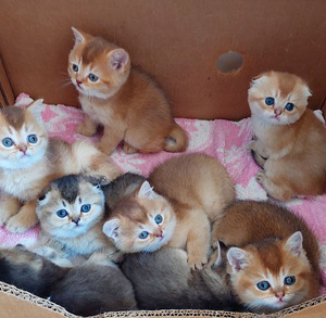 Scottish fold/straight kassipojad (7 foto / 7)