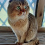 Кот на вязку Гранд интер чемпион (фото #2)