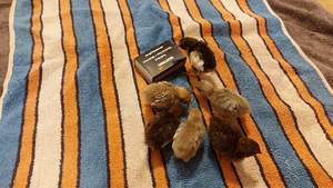 Ida-sinivuttide noorlindude paarid (8 foto / 8)