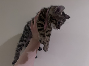 Котята (2 фото из 3)