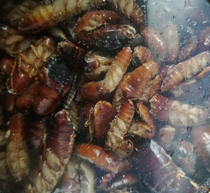 Külmutatud kilke ja red runnerid (2 foto / 2)