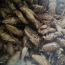 Замороженные сверчки , Туркменистанский таракан,огнёвка (фото #2)