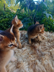 Котята чаузи (5 фото из 8)