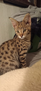 Savana F1