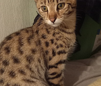 Savana F1