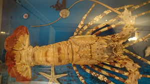Originaal suur lobster (3 foto / 3)