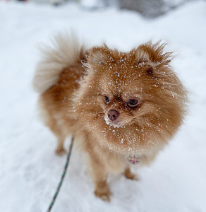 Pomeranian otsib poissi (1 foto / 2)