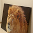 Lõvi pilt (foto #1)