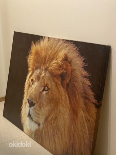Lõvi pilt (foto #1)