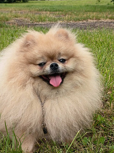 Nukulik pomeranian spitz koer paaritamiseks (1 foto / 4)