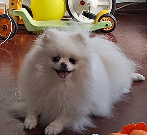 Pomeranian spits, valge tüdruk, FCI