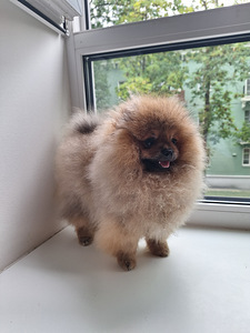 Pomeranian spits, uhke tüdruk (1 foto / 4)