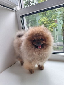 Pomeranian spits, uhke tüdruk (2 foto / 4)