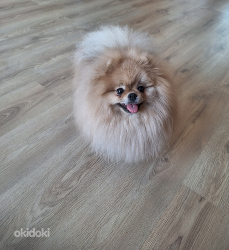 Pomeranian koer paaritamiseks