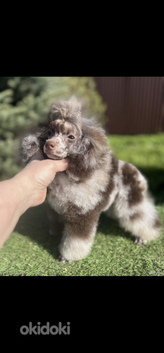 Toy puudel