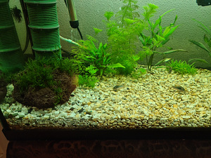 Akvaarium 150l (3 foto / 8)