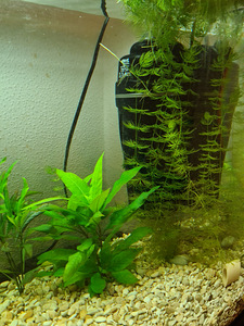 Akvaarium 150l (5 foto / 8)
