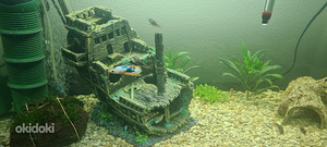 Akvaarium 150l (7 foto / 8)