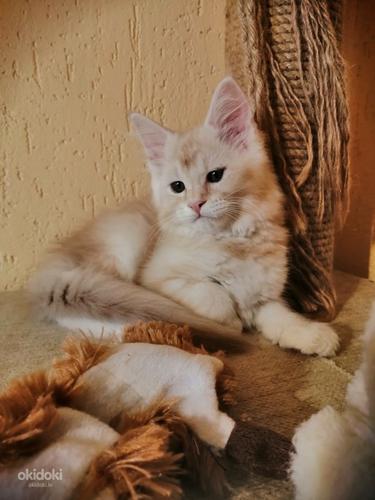 Maine Coons (foto #5)