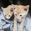 Рыженькие котята, родились 22.05.2020. Мальчики (фото #1)