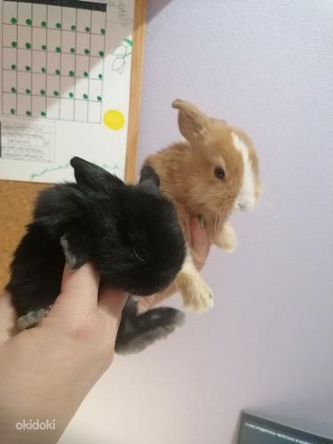 Кролики (фото #3)