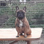 French bulldog puppi boy (foto #2)