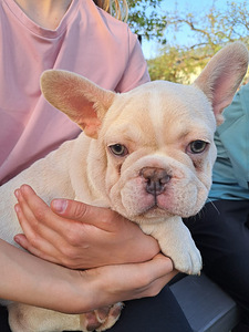 Prantsuse Bulldog (3 foto / 5)
