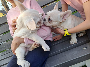 Prantsuse Bulldog (4 foto / 5)