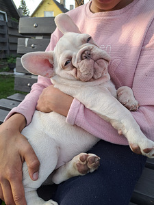 Prantsuse Bulldog (5 foto / 5)