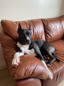 Isane Amstaff paaritumiseks (2 foto / 4)