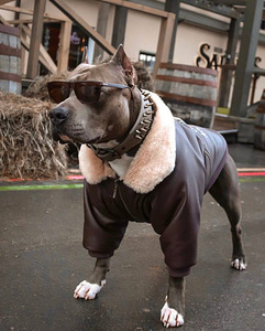 Куртка Авиатор для собак