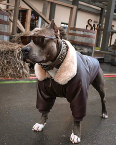 Aviator jope koertele (1 foto / 4)