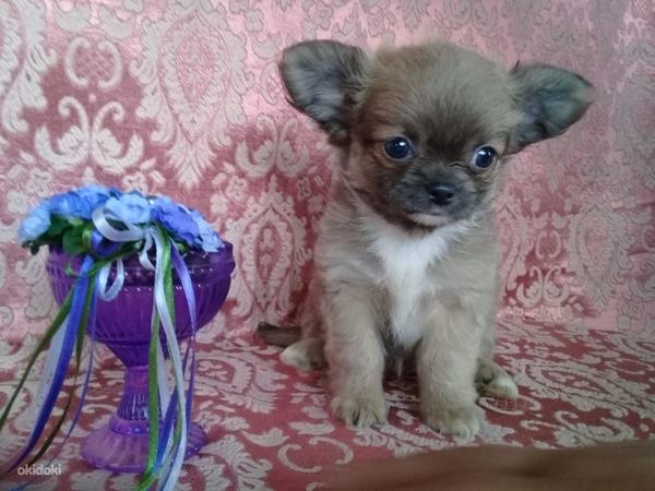 Chihuahua (foto #9)