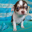 Chihuahua peserv (foto #4)