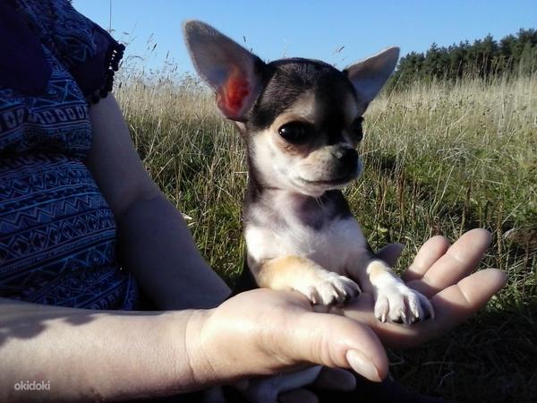 Chihuahua poisid (foto #1)