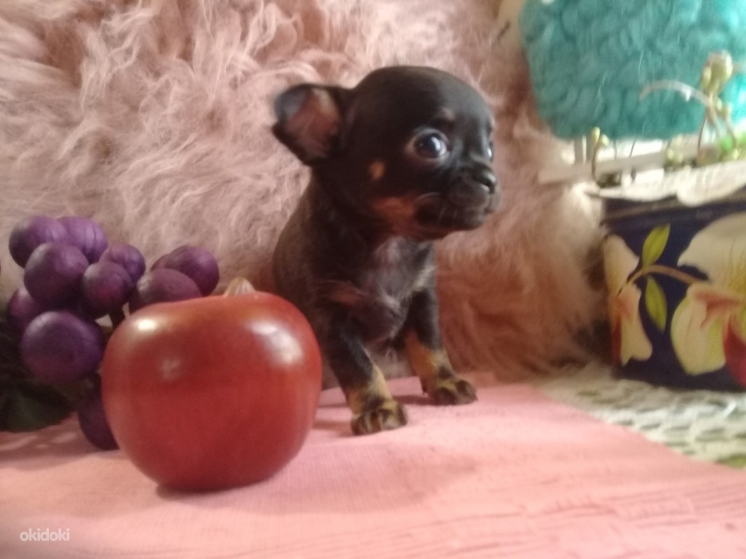 Chihuahua tudruk( reserv) (foto #2)