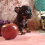 Chihuahua tudruk( reserv) (foto #2)