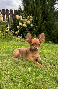 TOY LONGHAIR (1 foto / 8)